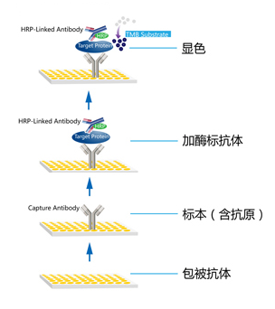 如何使用抗原测试 636390116095055235240.png