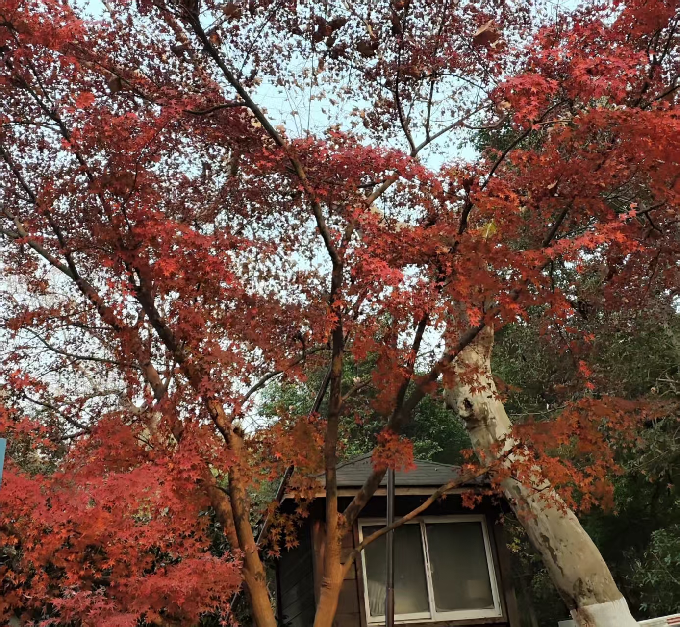 從保姆到管家：家庭機器人進家門