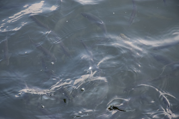 鼎陽科技推出USB矢量網絡分析儀等多款新品